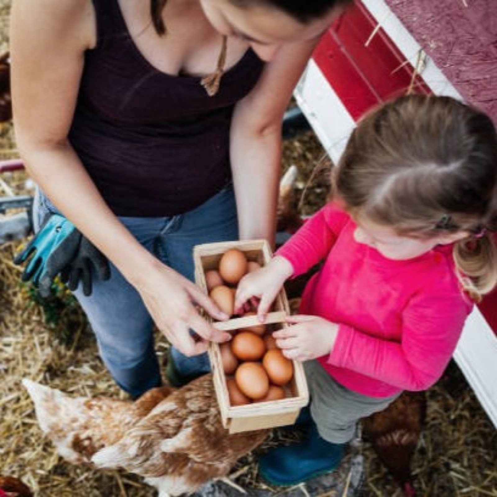 A mother and young girl collecting a basket of fresh eggs beside a chicken coop