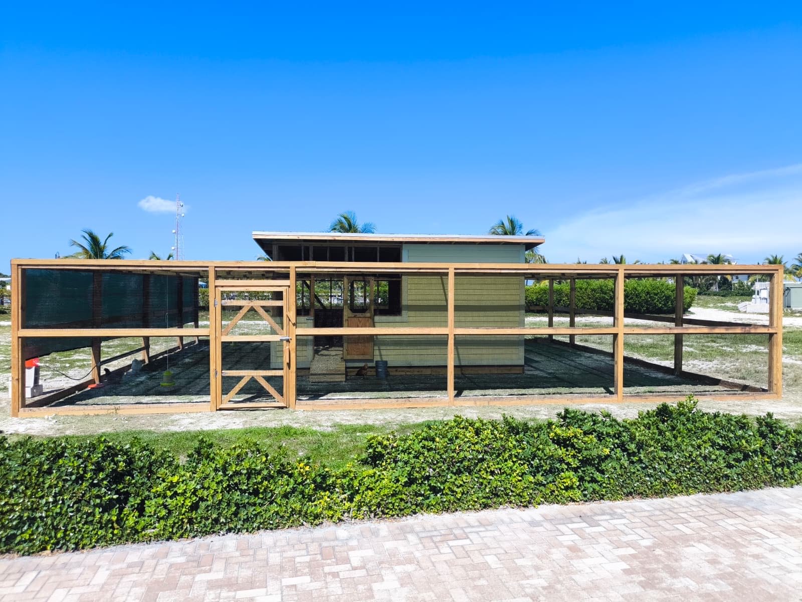 The new Coop-a-Cabana chicken coop with its wooden-framed enclosure, located in front of the store
